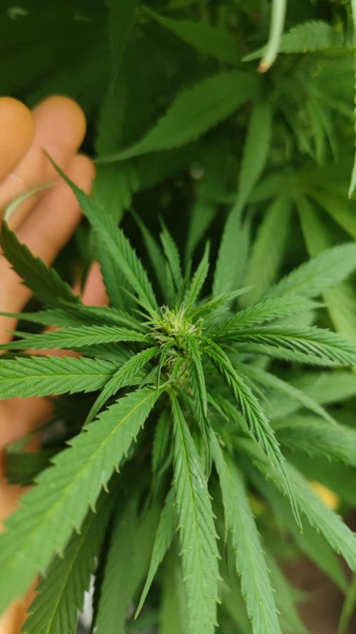 Frisian Dew / Outdoor 2025. Week 26