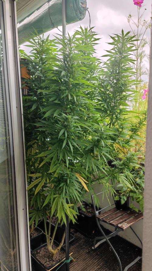 Frisian Dew / Outdoor 2025. Week 26