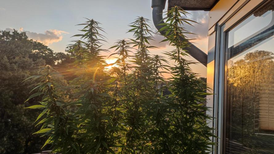 Frisian Dew / Outdoor 2025. Week 26