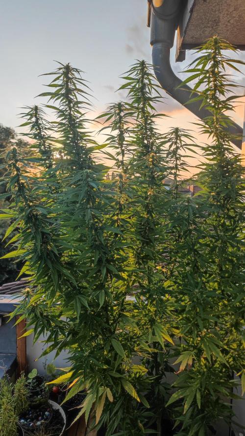 Frisian Dew / Outdoor 2025. Week 26