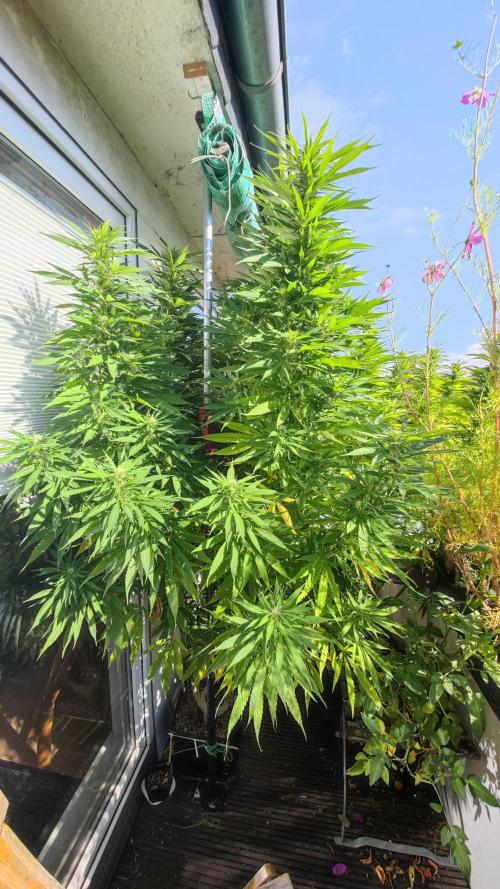 Frisian Dew / Outdoor 2025. Week 27