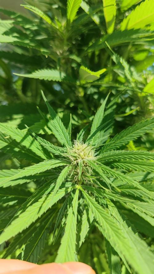 Frisian Dew / Outdoor 2025. Week 27