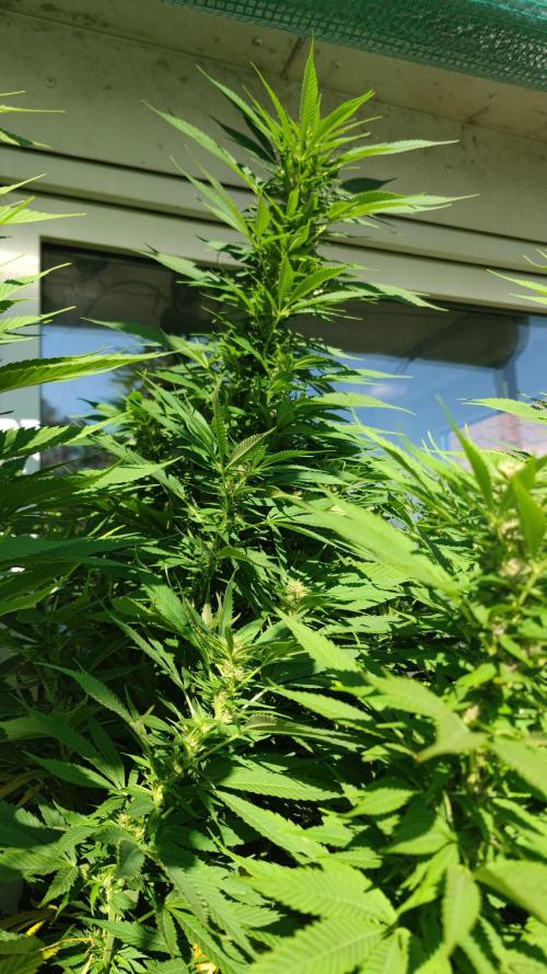 Frisian Dew / Outdoor 2025. Week 27