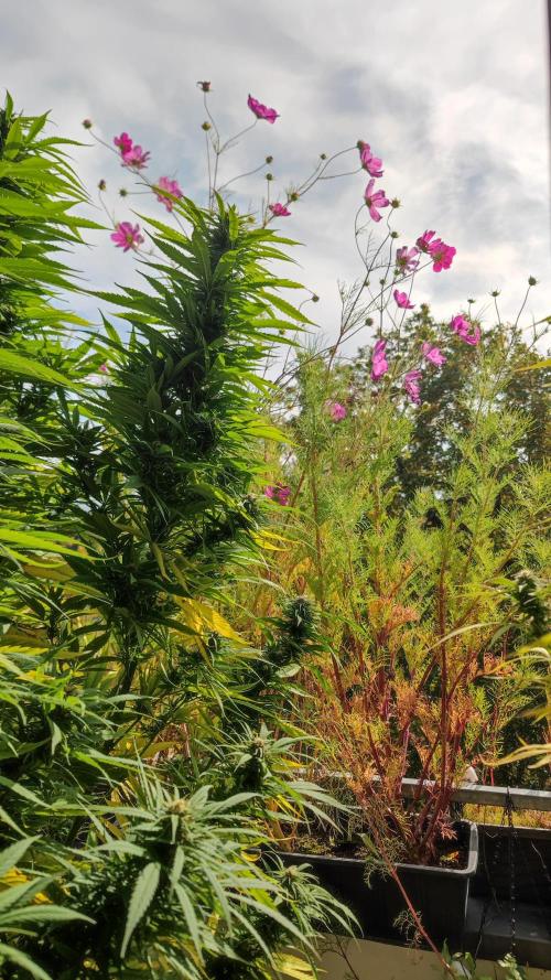 Frisian Dew / Outdoor 2025. Week 29