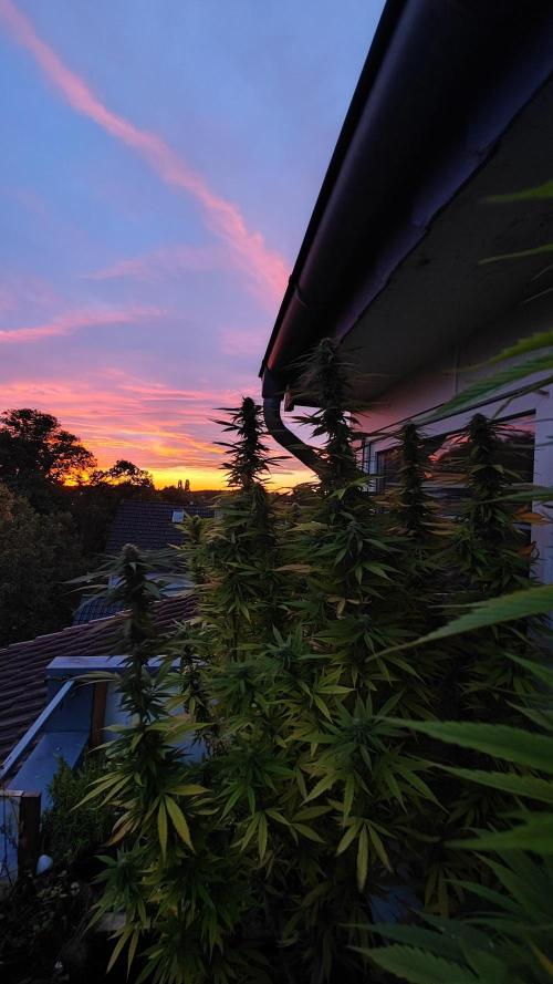 Frisian Dew / Outdoor 2025. Week 29