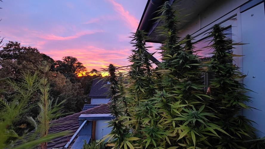 Frisian Dew / Outdoor 2025. Week 29