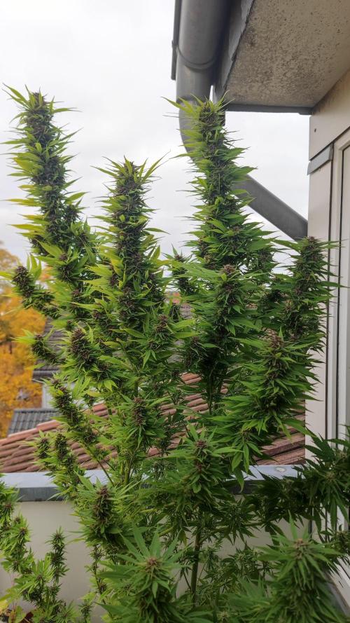 Frisian Dew / Outdoor 2025. Week 30