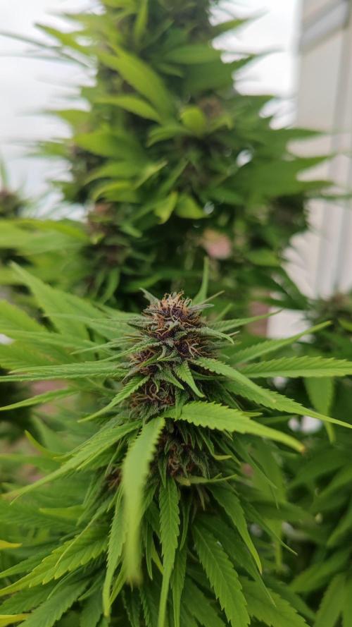 Frisian Dew / Outdoor 2025. Week 30