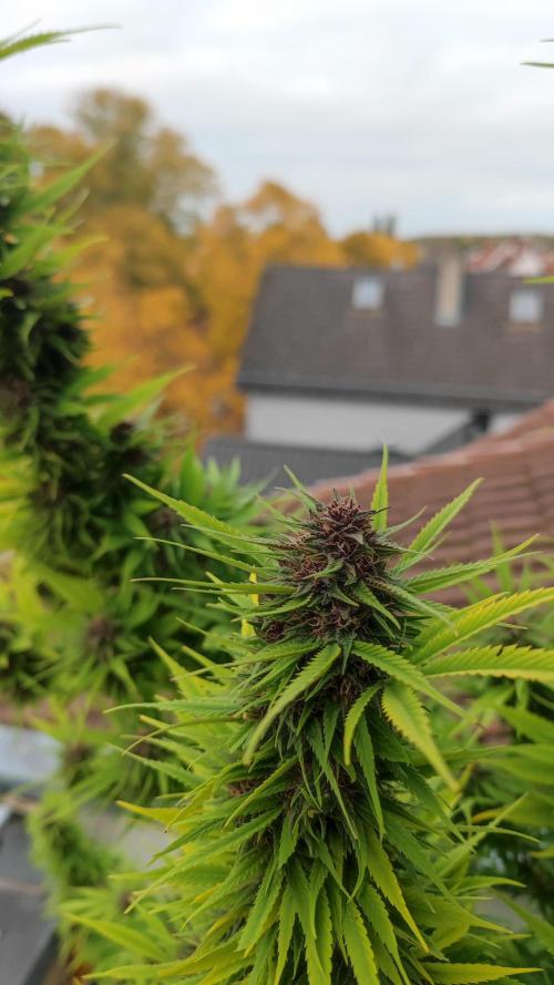 Frisian Dew / Outdoor 2025. Week 30