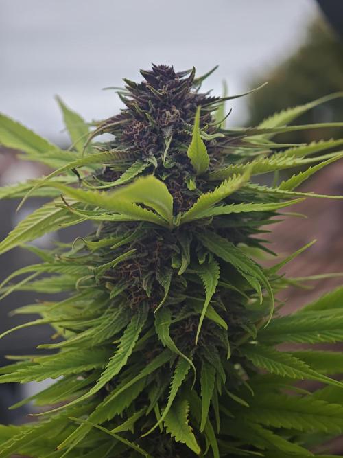 Frisian Dew / Outdoor 2025. Week 30