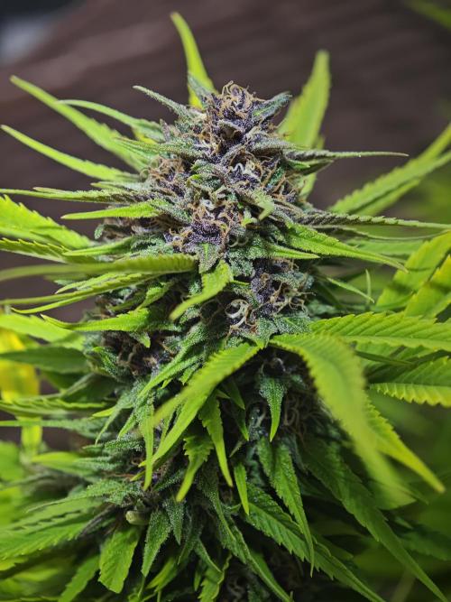 Frisian Dew / Outdoor 2025. Week 30