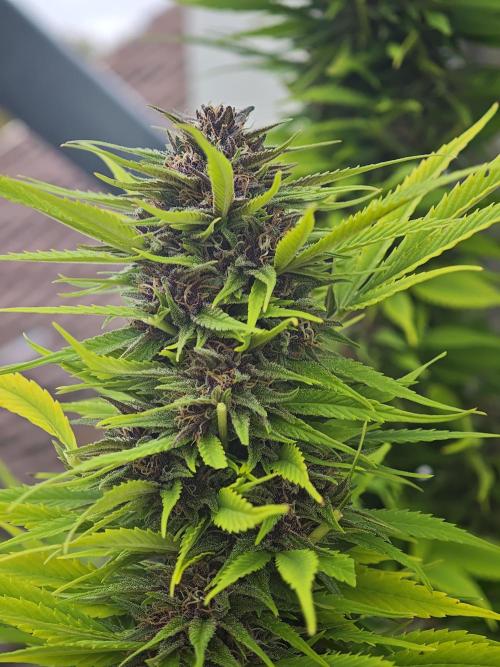 Frisian Dew / Outdoor 2025. Week 30