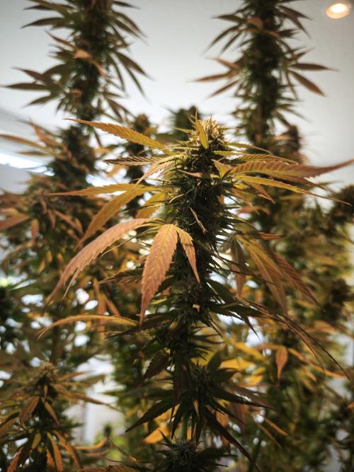 Frisian Dew / Outdoor 2025. Week 30