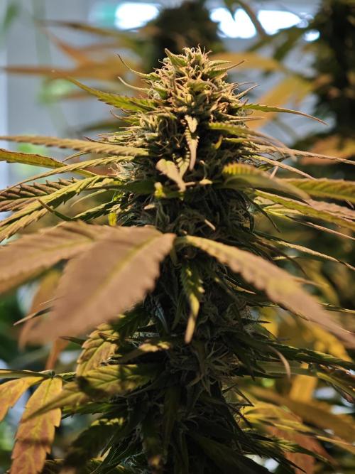 Frisian Dew / Outdoor 2025. Week 30