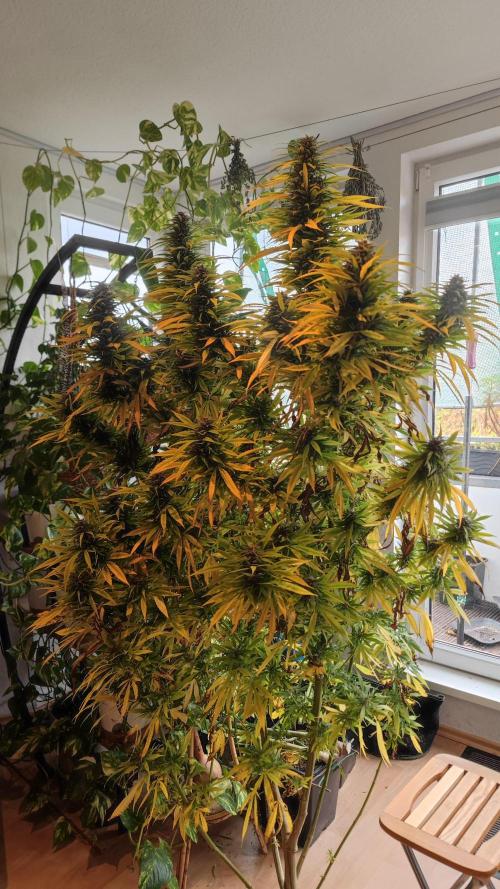 Frisian Dew / Outdoor 2025. Week 31