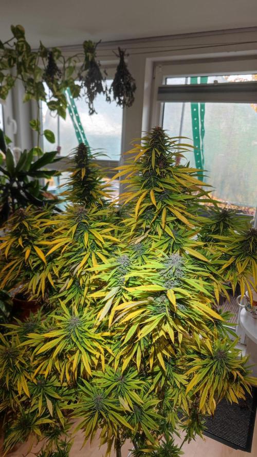 Frisian Dew / Outdoor 2025. Week 31