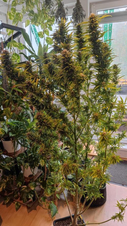 Frisian Dew / Outdoor 2025. Week 31