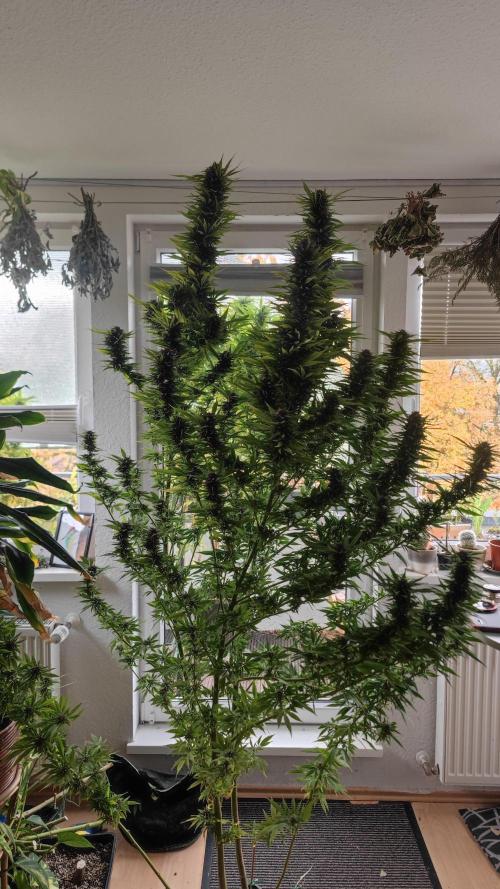 Frisian Dew / Outdoor 2025. Week 31