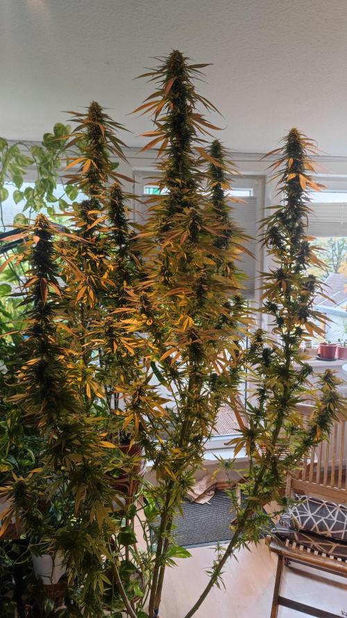 Frisian Dew / Outdoor 2025. Week 31