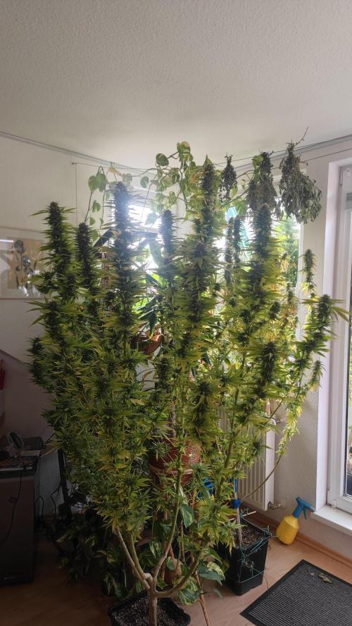 Frisian Dew / Outdoor 2025. Week 31