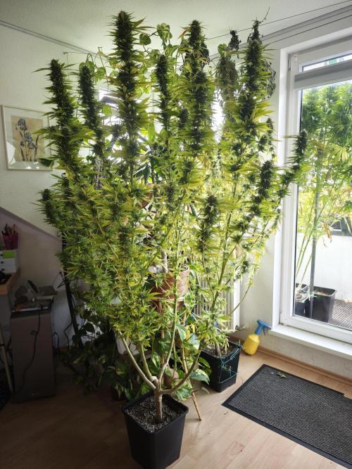 Frisian Dew / Outdoor 2025. Week 31