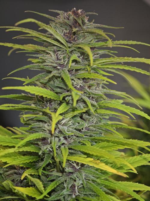 Frisian Dew / Outdoor 2025. Week 30