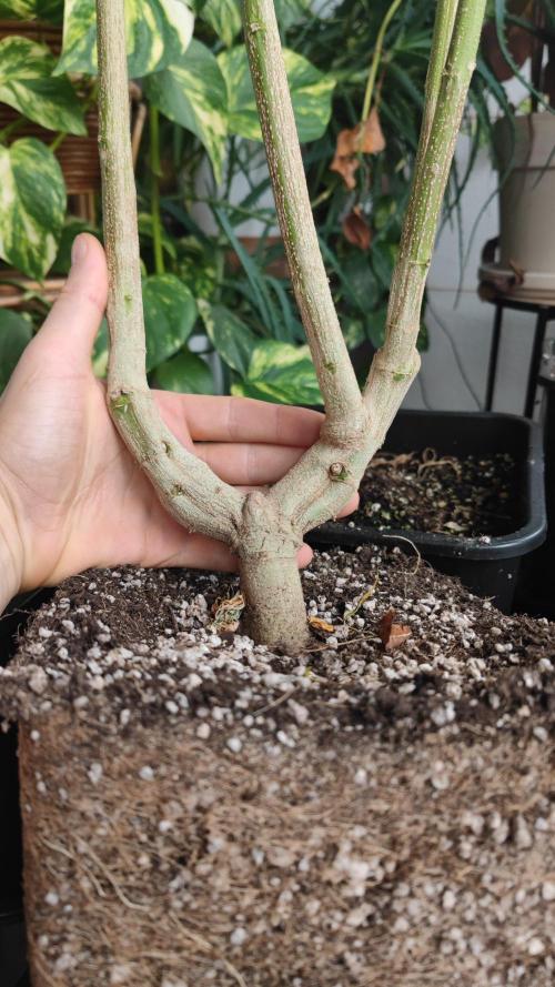 Frisian Dew / Outdoor 2025. Week 31