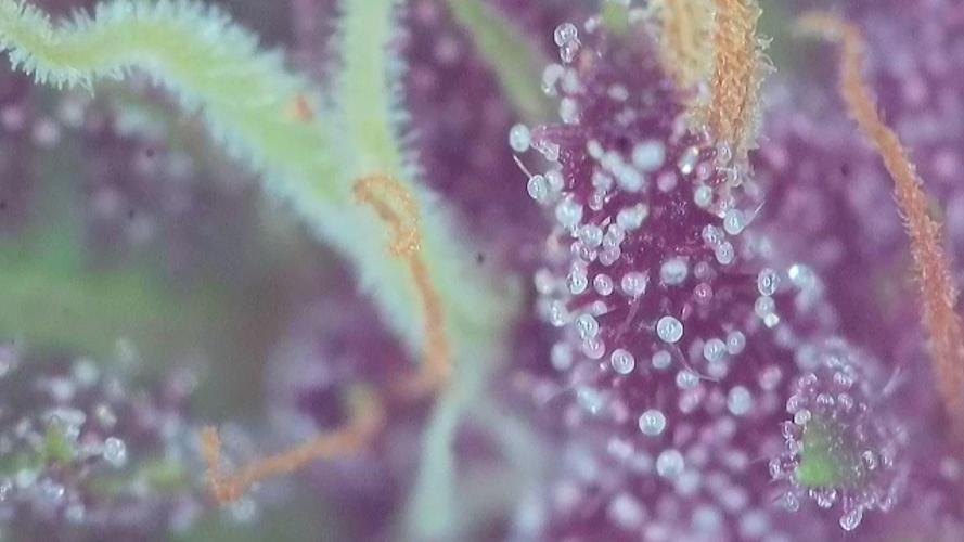 Frisian Dew / Outdoor 2025. Week 31