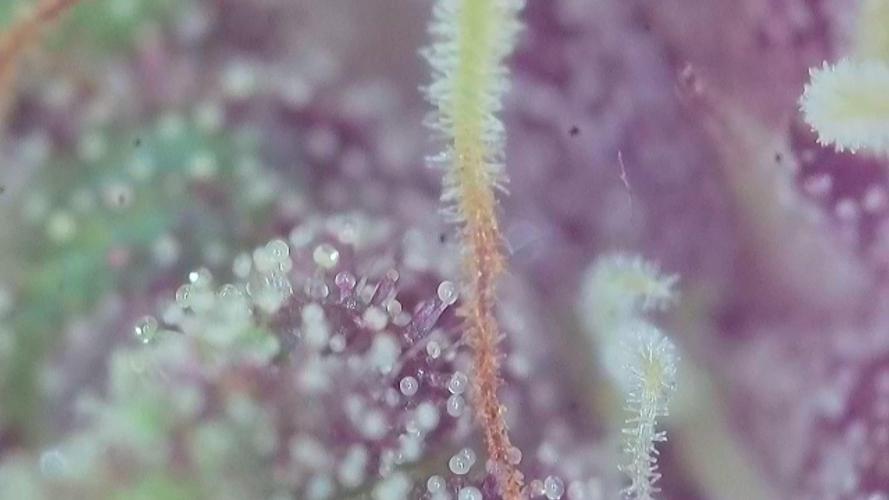 Frisian Dew / Outdoor 2025. Week 31