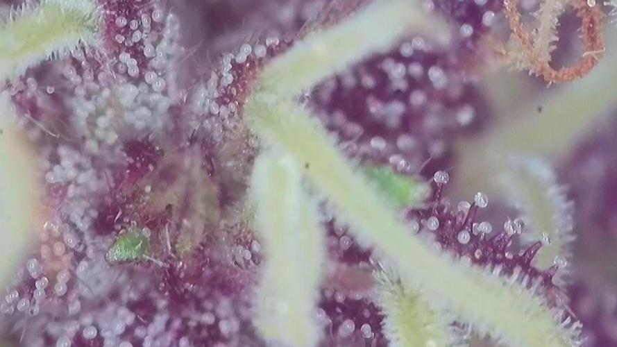 Frisian Dew / Outdoor 2025. Week 31