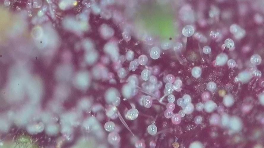 Frisian Dew / Outdoor 2025. Week 31