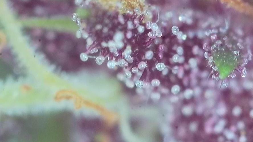 Frisian Dew / Outdoor 2025. Week 31