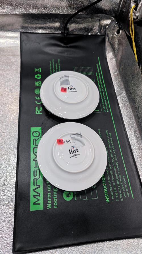 Rainbow Sherbert #11 / Kannabia / Indoor. Week 0