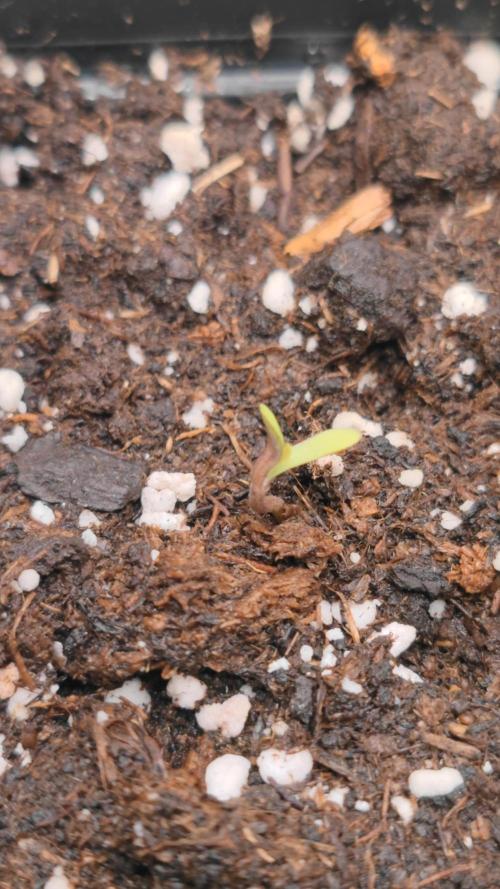 Rainbow Sherbert #11 / Kannabia / Indoor. Week 0