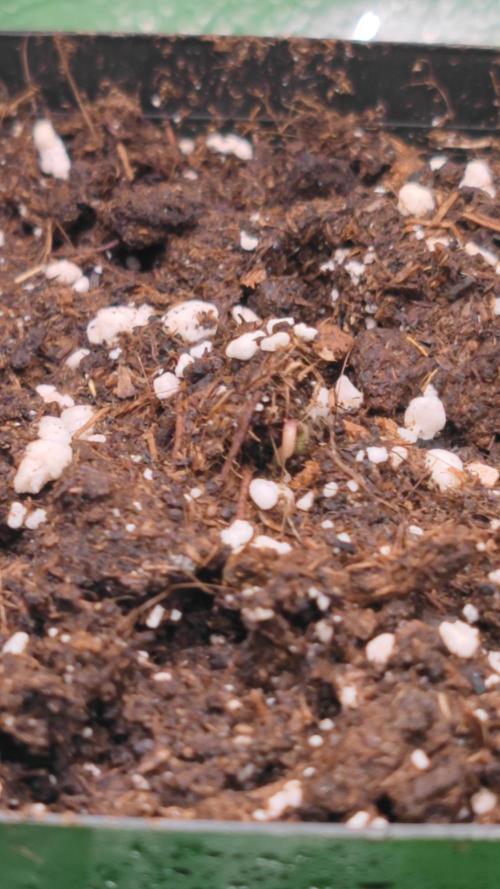 Rainbow Sherbert #11 / Kannabia / Indoor. Week 0