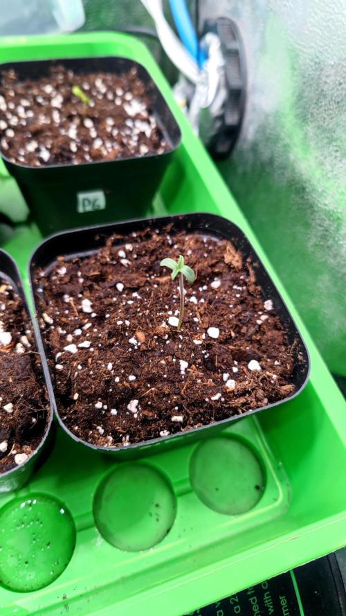 Rainbow Sherbert #11 / Kannabia / Indoor. Week 0