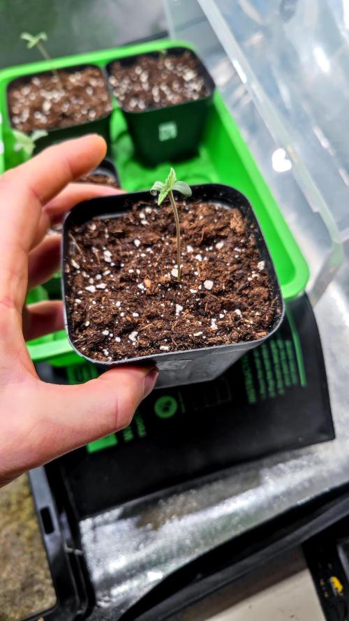 Rainbow Sherbert #11 / Kannabia / Indoor. Week 1