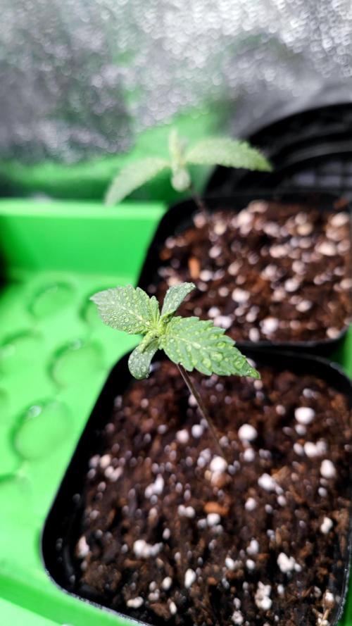 Rainbow Sherbert #11 / Kannabia / Indoor. Week 1