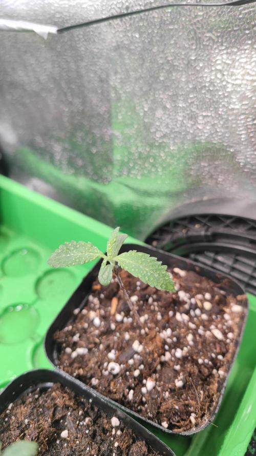 Rainbow Sherbert #11 / Kannabia / Indoor. Week 1