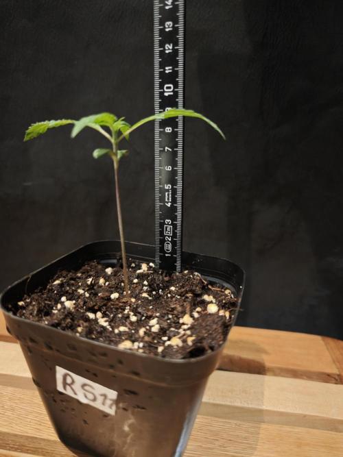 Rainbow Sherbert #11 / Kannabia / Indoor. Week 1