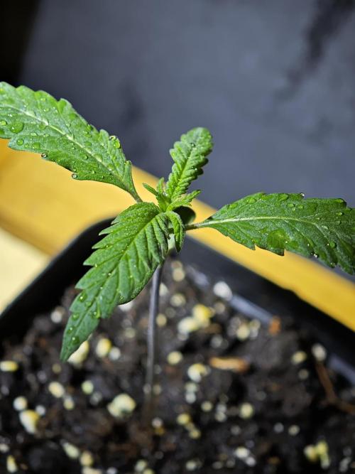 Rainbow Sherbert #11 / Kannabia / Indoor. Week 1