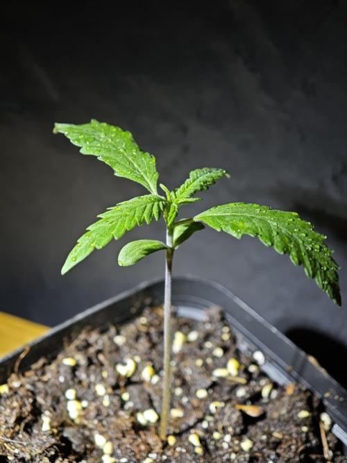 Rainbow Sherbert #11 / Kannabia / Indoor. Week 1