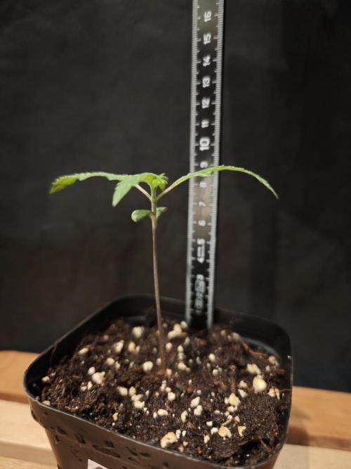 Rainbow Sherbert #11 / Kannabia / Indoor. Week 1