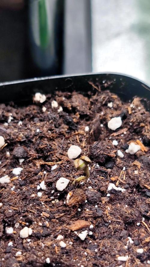 Pink Gelato / Kannabia / Indoor. Week 0