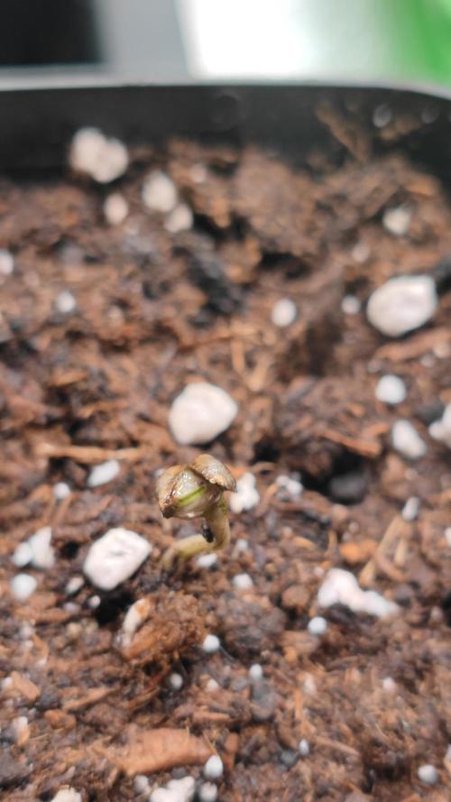 Pink Gelato / Kannabia / Indoor. Week 0