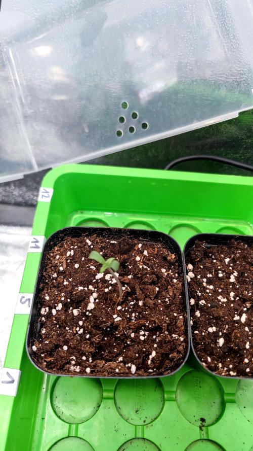 Pink Gelato / Kannabia / Indoor. Week 0