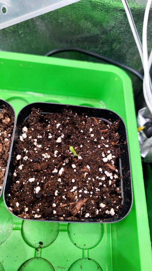 Pink Gelato / Kannabia / Indoor. Week 0