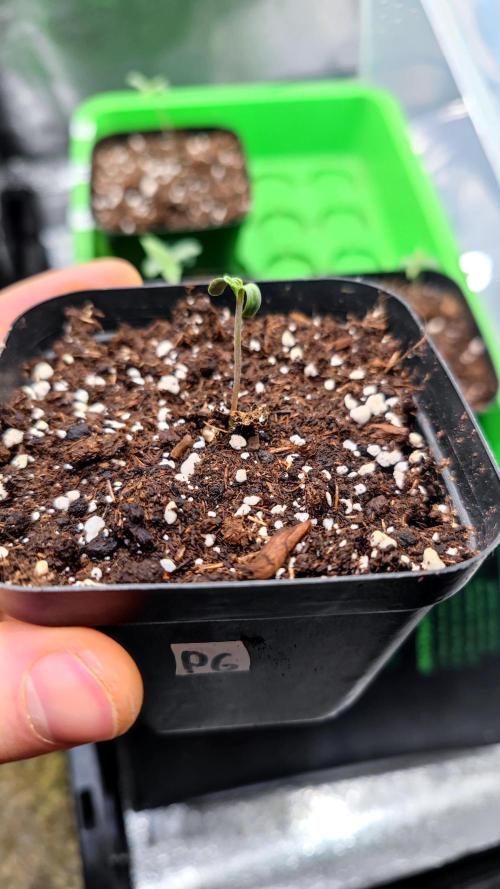 Pink Gelato / Kannabia / Indoor. Week 1