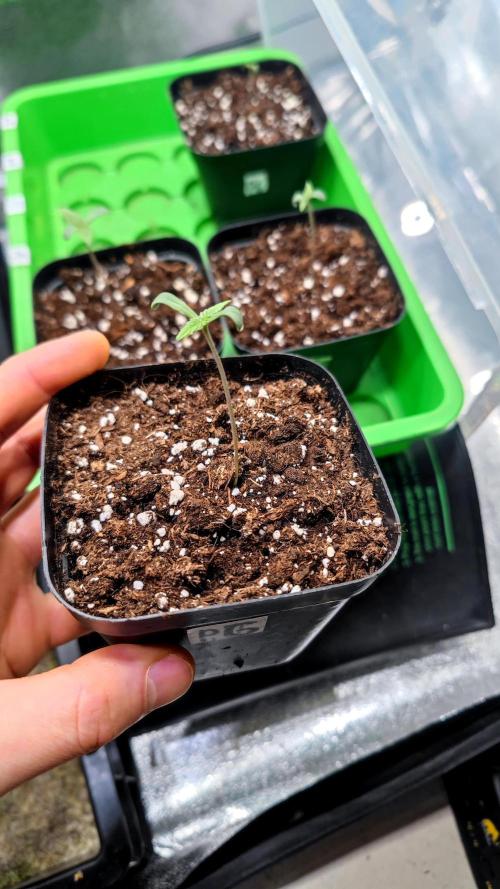 Pink Gelato / Kannabia / Indoor. Week 1