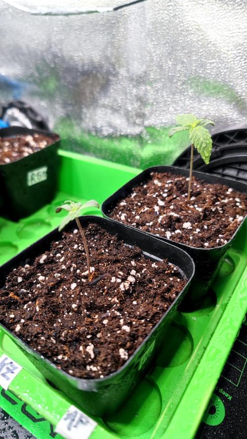 Pink Gelato / Kannabia / Indoor. Week 1